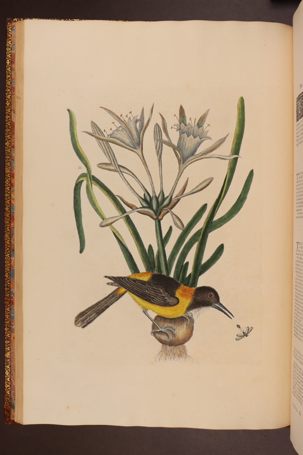 Plate 5